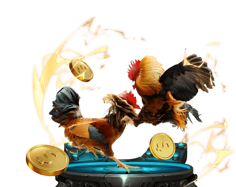 Đá gà 66b, cá cược đá gà Việt Nam